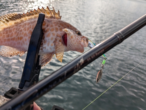 オオモンハタの釣果