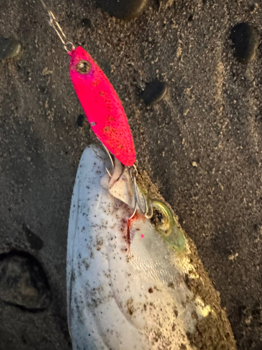 イナダの釣果