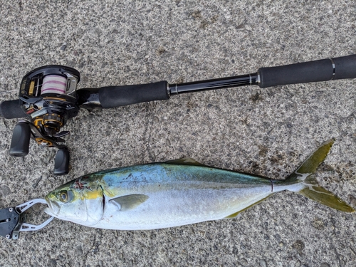 ツバスの釣果