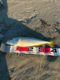 イナダの釣果