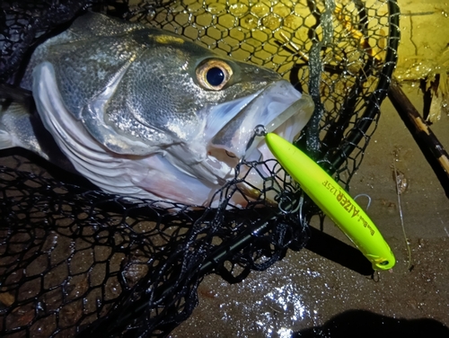 シーバスの釣果