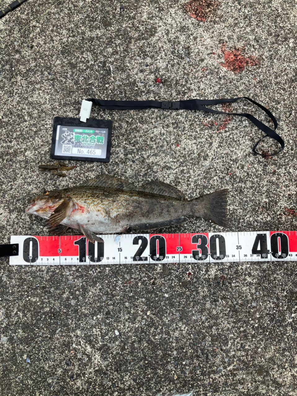 SHIMANO 19ソルティーアドバンス ROCKFISH B76Mの最安値