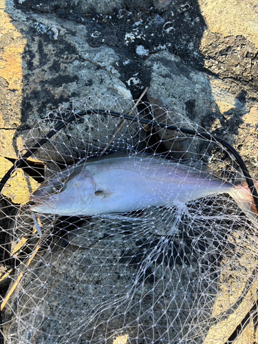 カンパチの釣果