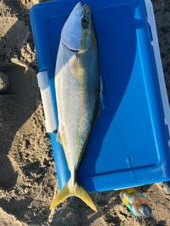 イナダの釣果