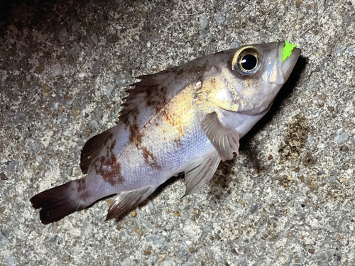 メバルの釣果