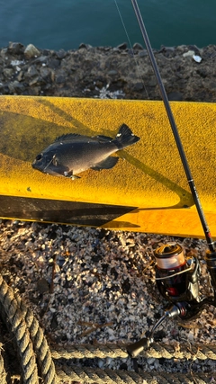 メジナの釣果