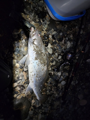 ニベの釣果