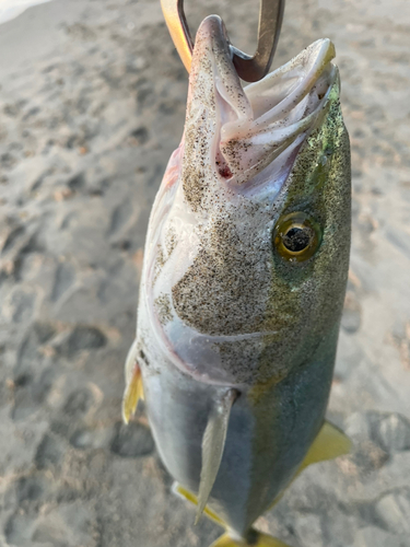 ワカシの釣果