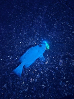 キントキダイの釣果