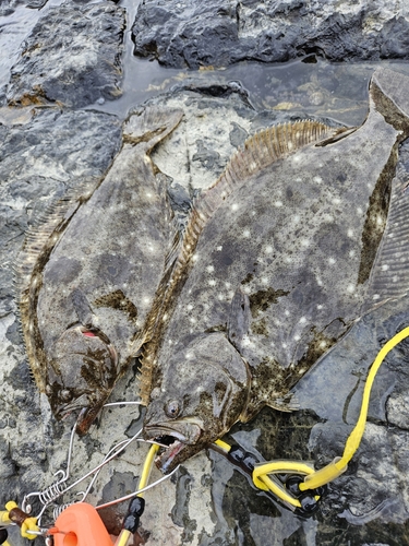 ヒラメの釣果