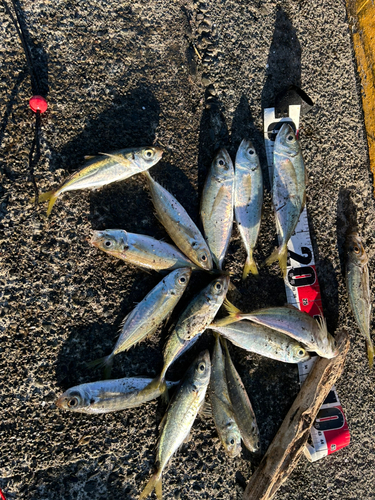 アジの釣果