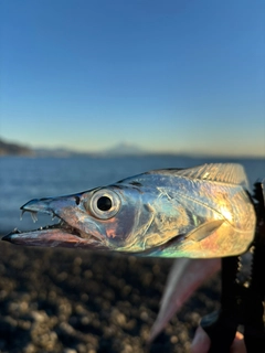 タチウオの釣果