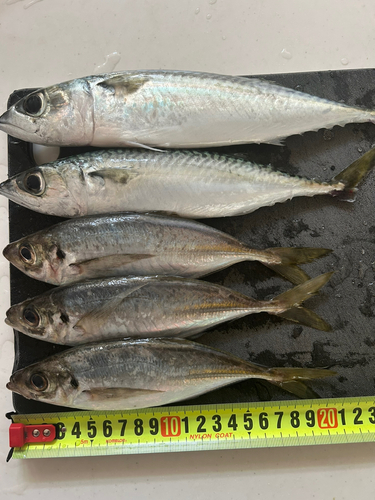 アジの釣果