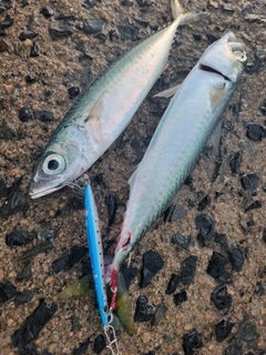 サバの釣果