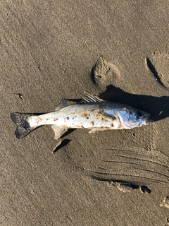 セイゴ（マルスズキ）の釣果