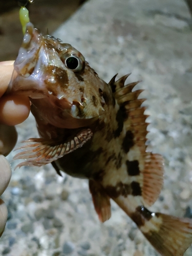 タケノコメバルの釣果