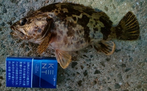 タケノコメバルの釣果