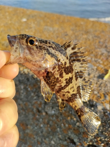 タケノコメバルの釣果