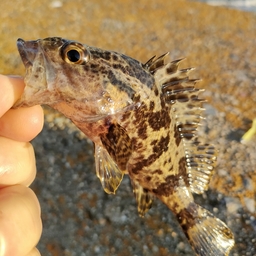 タケノコメバル