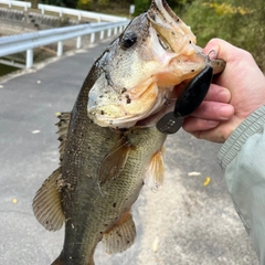 ラージマウスバスの釣果