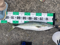 ブリの釣果
