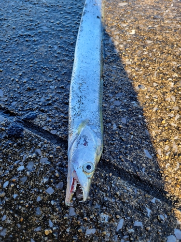 タチウオの釣果