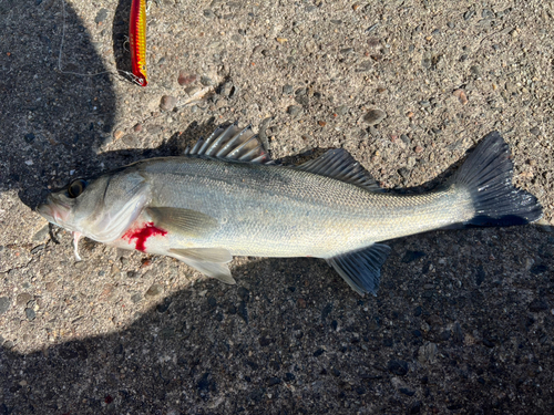 セイゴ（マルスズキ）の釣果