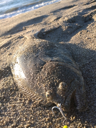 ソゲの釣果