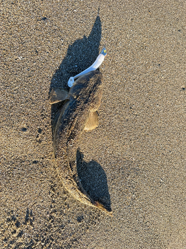 マゴチの釣果