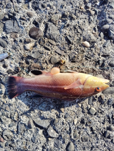 コブダイの釣果