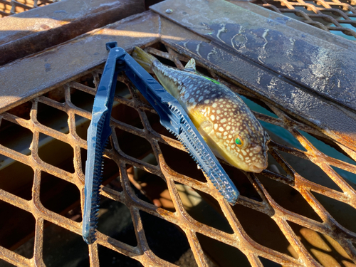 フグの釣果