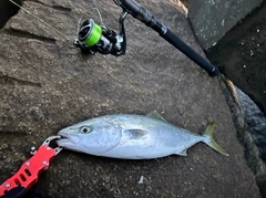 イナダの釣果