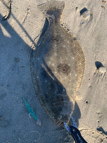 ヒラメの釣果