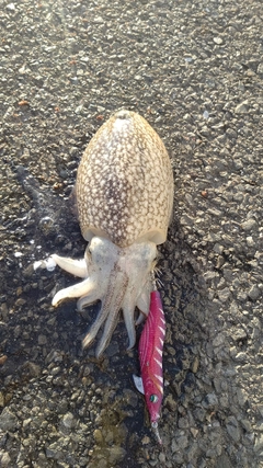 シリヤケイカの釣果