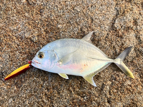 メッキの釣果