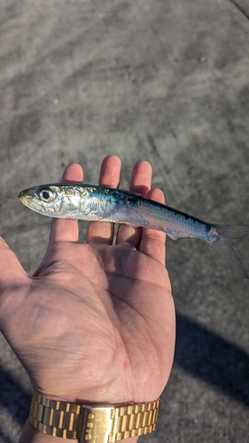 イワシの釣果