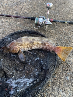 アイナメの釣果