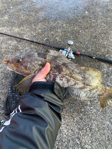 アイナメの釣果