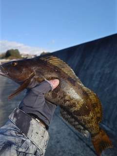 アイナメの釣果