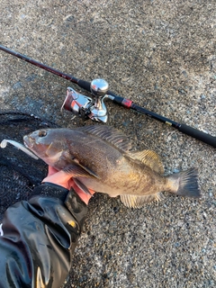 アイナメの釣果