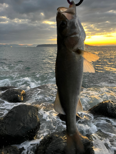 セイゴ（ヒラスズキ）の釣果