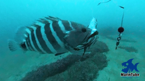 マハタの釣果