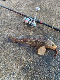 アイナメの釣果