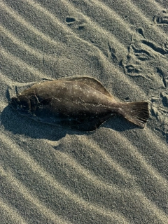 ヒラメの釣果