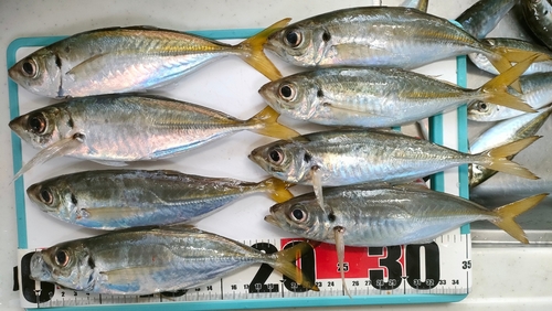 アジの釣果