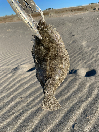 ソゲの釣果