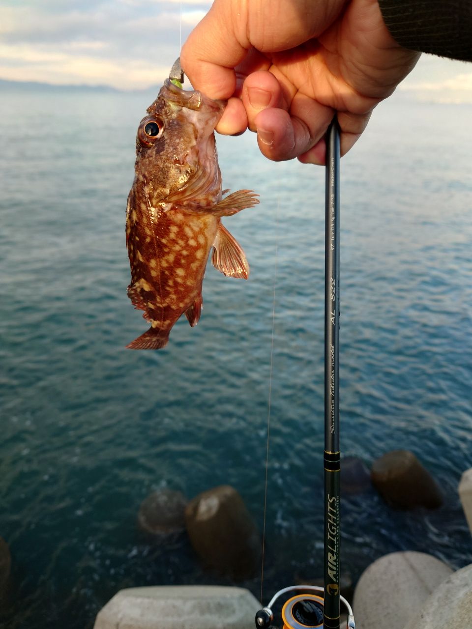 カサゴ