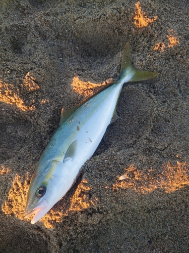 イナダの釣果