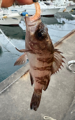 イワシの釣果