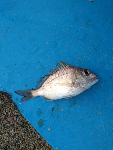 あかぐり海釣公園